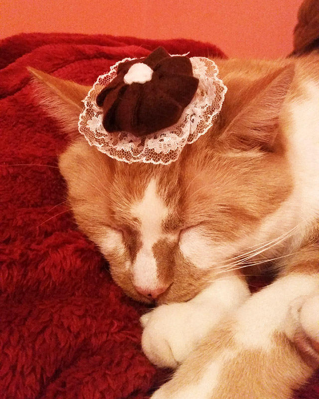 plushie whipped cream sitting on orange and white cat's head