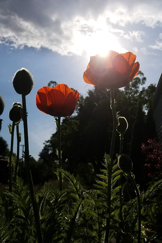 silhouette of 2 poppies against a blue sky